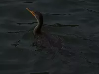 Geoorde aalscholver [Phalacrocorax auritus]